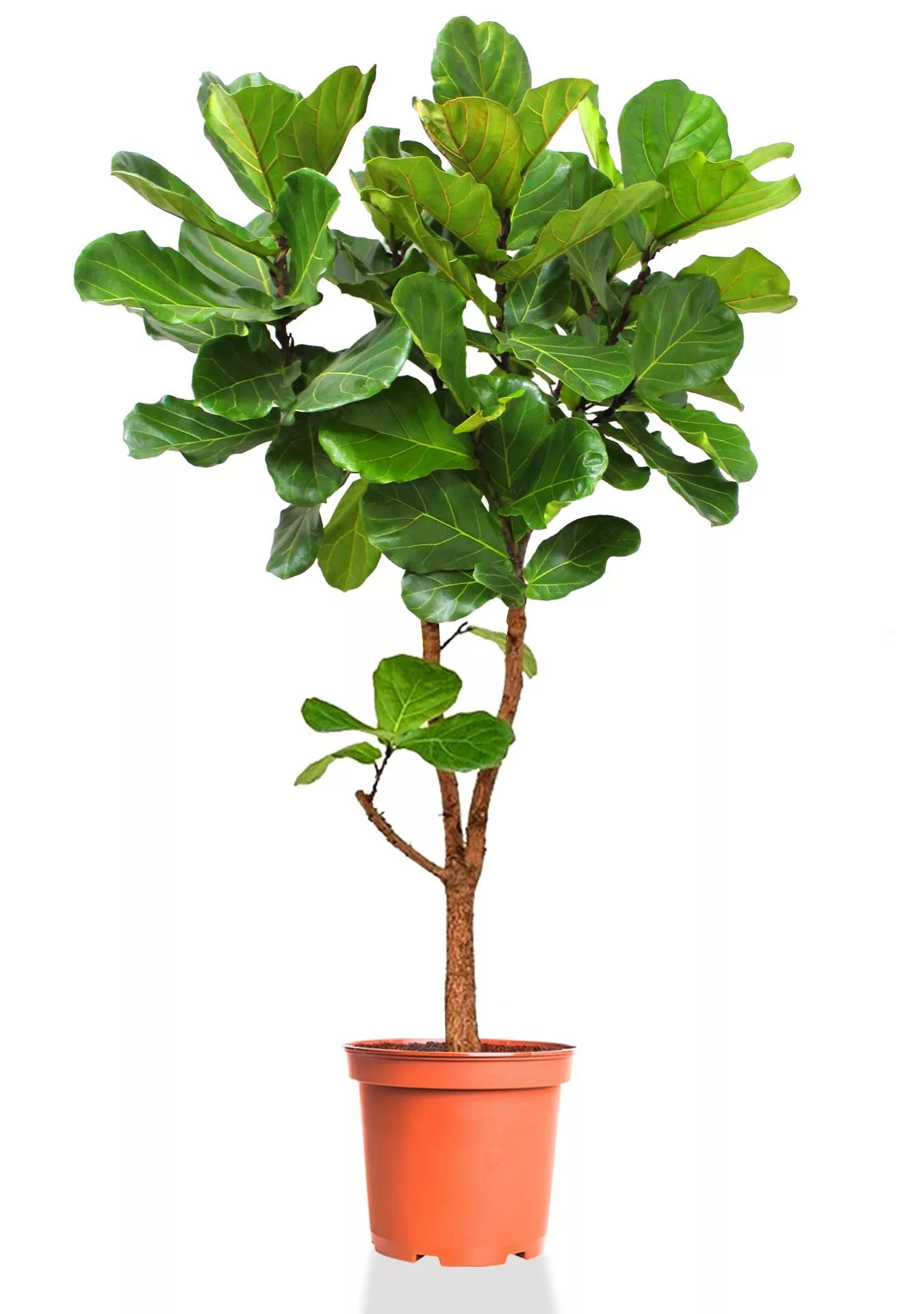 Фикус Лирата на разветвленном стволе 40/190 см