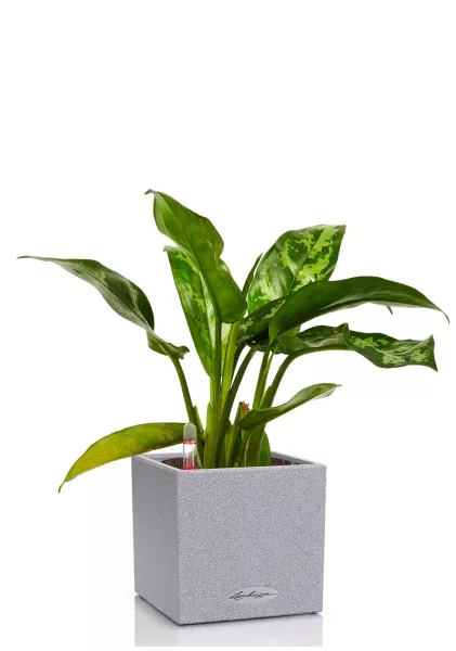 Аглаонема Цитронелле 12/30 см в CANTO STONE 14
