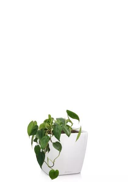 Филодендрон Сканденс 17/30 см в QUADRO LS 21