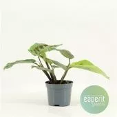 Маранта Kerchoveana d8.5 см h25 см