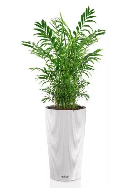 Хамедорея Элеганс 17/60 см в CILINDRO 23