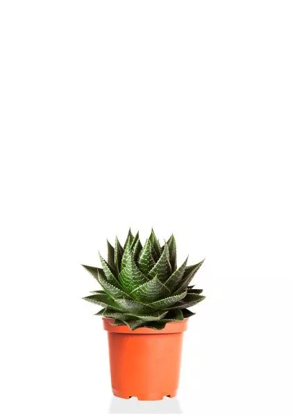 Алоэ Космо 10/20 см