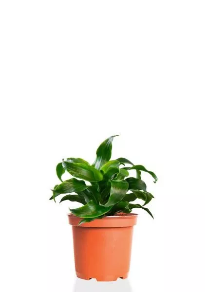 Драцена Твист 12/20