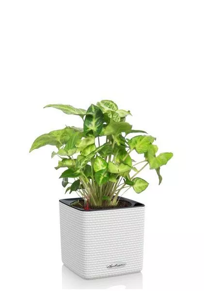 Сингониум в CUBE COLOR 14