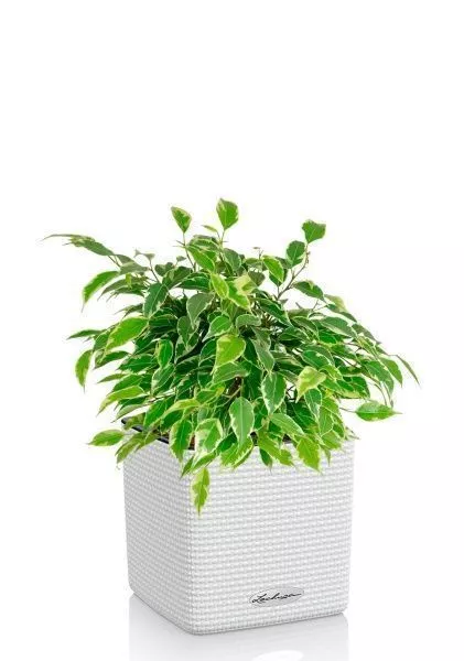 Фикус Бенджамина Кинки Пестрый 12/30 см в CUBE COLOR 14