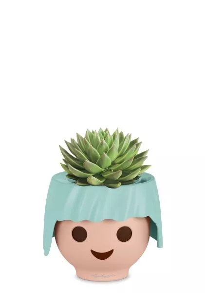 Эхеверия Цветной микс в OjO