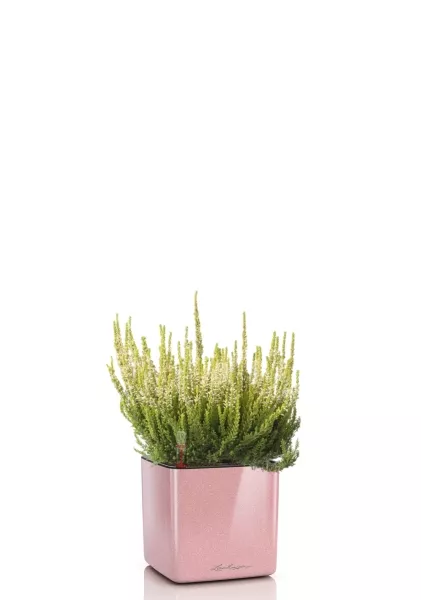 Вереск (Эрика) белый в CUBE GLOSSY KISS 14