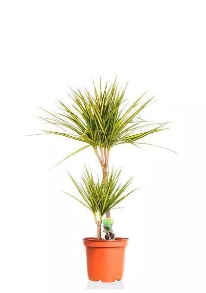 Драцена Маргината Санрей 2 ствола 17/70 см