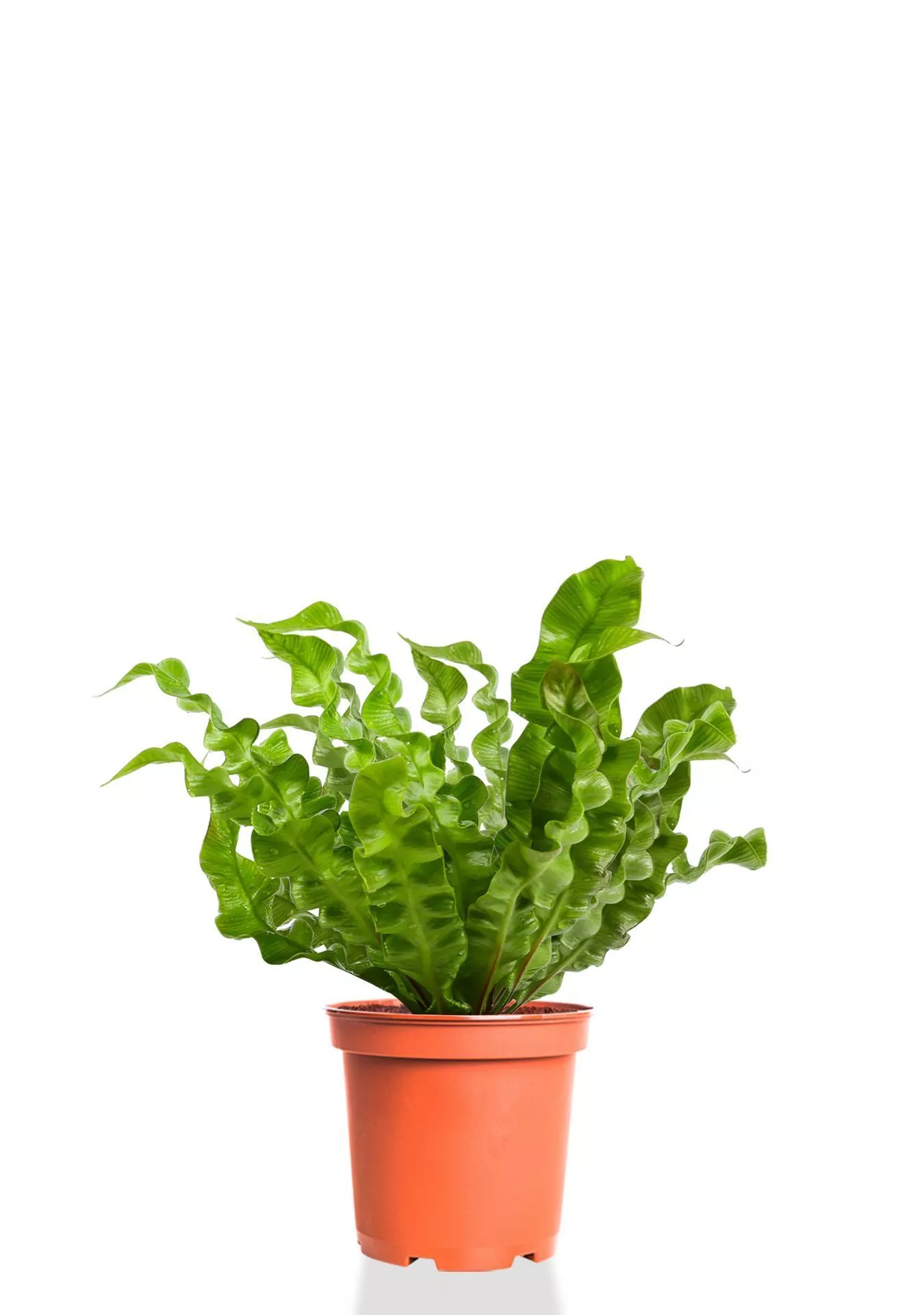 Асплениум Криспи Вейв 12/30 см