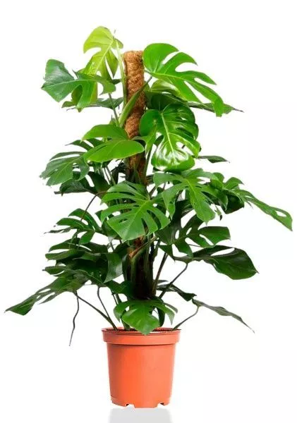 Монстера на опоре 27/130 см