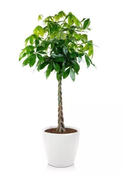 Пахира Акватика 30/170 см в CLASSICO LS 43