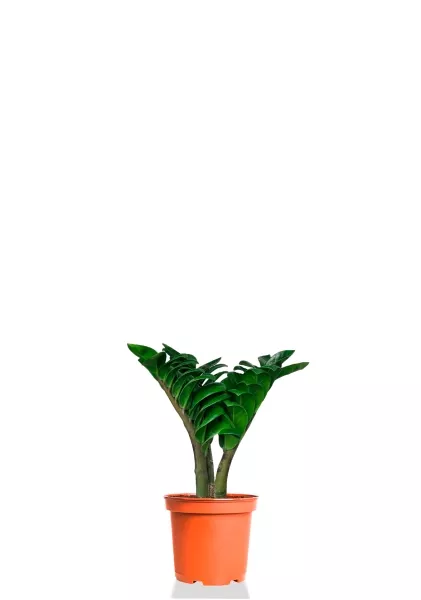 Замиокулькас Зензи 6/15 см