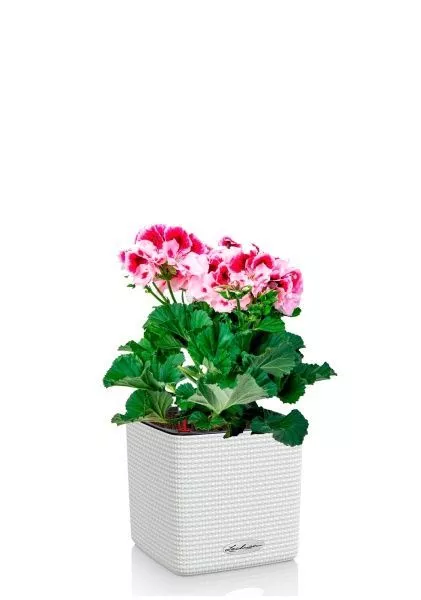 Пеларгония Грандифлора 12/25 см в CUBE COLOR 14