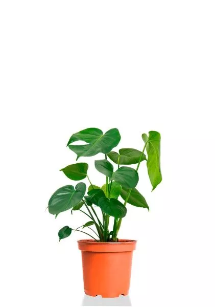 Монстера Делициоза 17/60 см