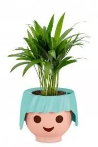 Хризалидокарпус в OJO 40 см