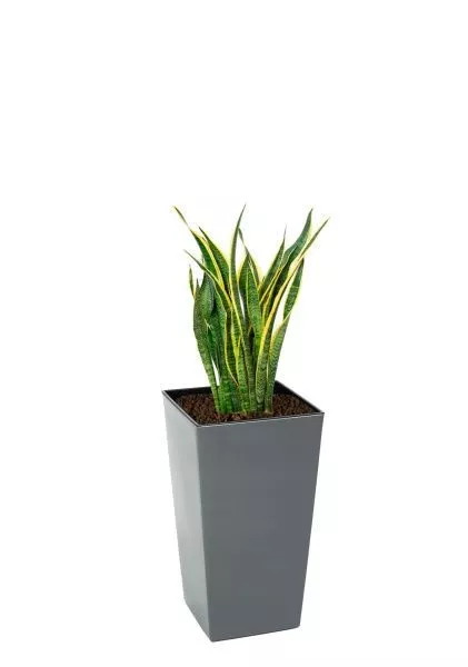 Сансевиерия Лауренти 21/70 см в LAMELA Finezja 30x30