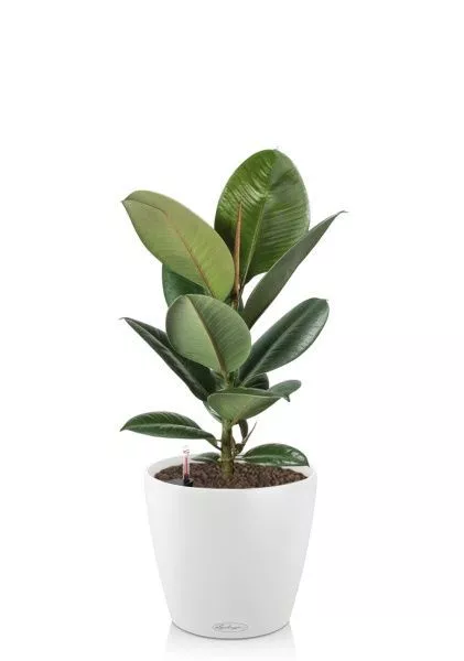 Фикус Эластика Робуста 17/60 см в CLASSICO COLOR 21