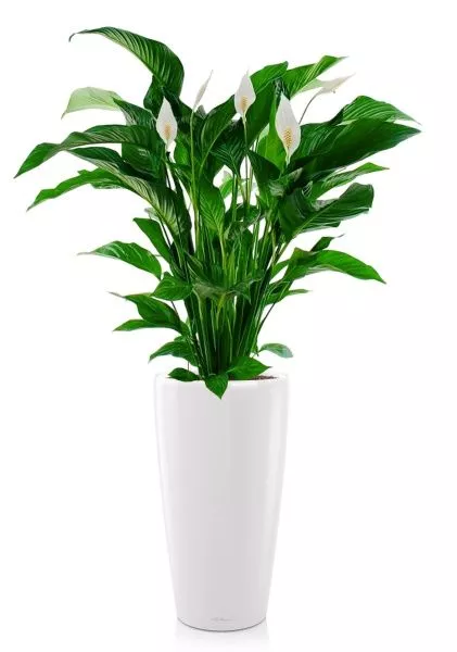 Спатифиллум Свит 24/110 см в RONDO 32