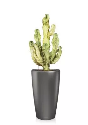 Эуфорбия Ингенс в RONDO 40, антрацитовый металлик