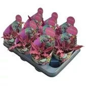 Криптантус Bivittatus Red Star Potcover d10.5 см h12.5 см