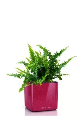 Нефролепис в CUBE GLOSSY KISS 14, вишнево-розовый блестящий