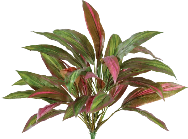 Драцена бордово-зелёная куст