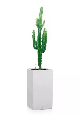 Эуфорбия 19/110 см в CANTO STONE HIGH 30, песочный белый