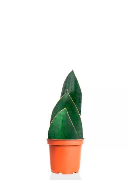 Сансевиерия Биг Лиф Грин 19/50 см