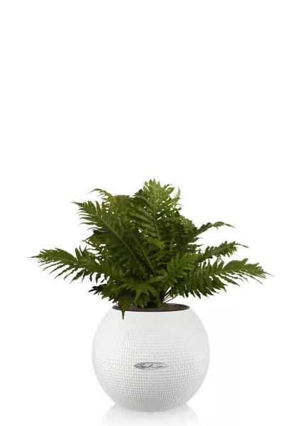 Блехнум 12/30 см в PURO 20