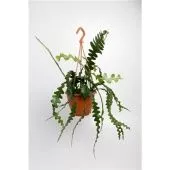 Эпифиллум d17 см h35 см