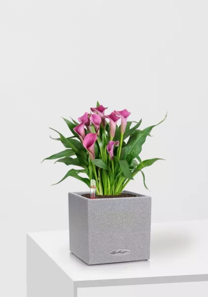 Калла микс 12/35 см в CANTO STONE 14