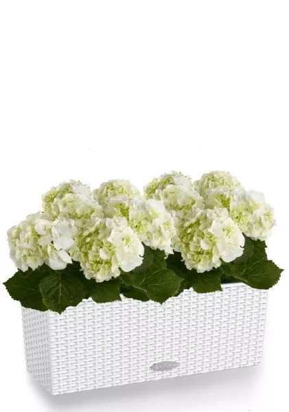 Гортензия кремовая для балконов и терасс в BALCONERA Cottage 50