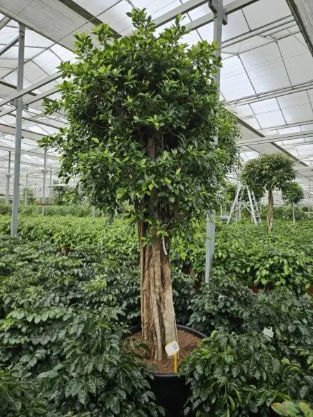 Фикус Нитида на толстом стволе 80/280 см