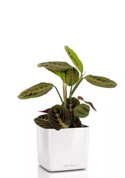 Маранта в CUBE Glossy 14