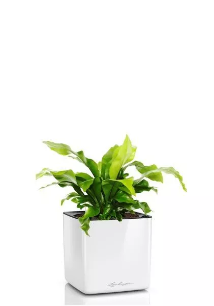 Асплениум Нидус 12/25 см в CUBE GLOSSY 14