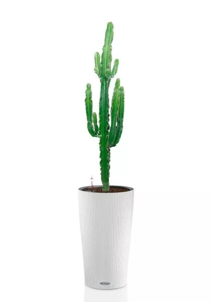 Эуфорбия 19/110 см в CILINDRO 23