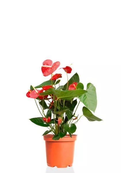 Антуриум Андрианум красный 17/60 см