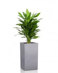 Драцена Джанет Линд в CANTO STONE HIGH 30