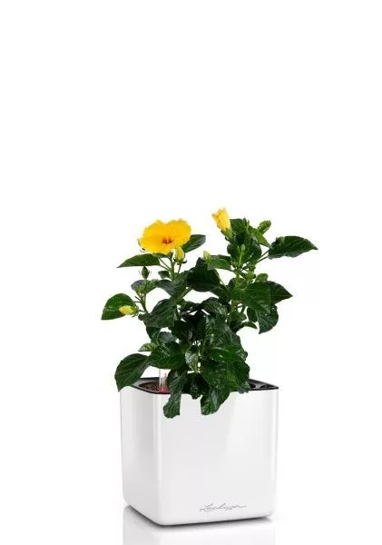 Гибискус 12/20 см в CUBE GLOSSY 14