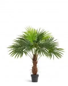 Пальма Вашингтония