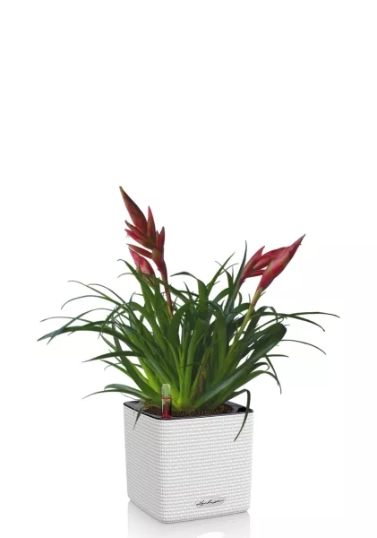 Вриезия Астрид 12/30 см в cCOLOR 16