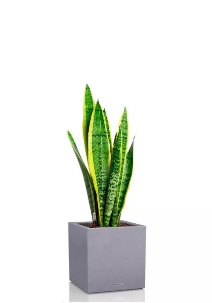 Сансевиерия Лауренти 21/70 см в CANTO STONE LOW 30