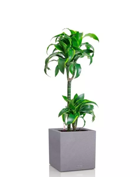 Драцена Дорадо 2 ствола 19/100 см в CANTO STONE LOW 30