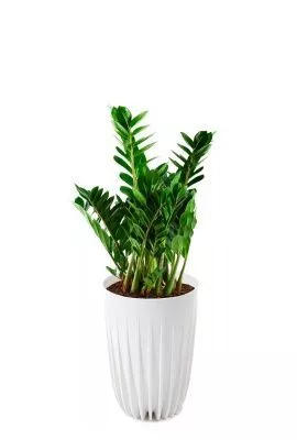 Замиокулькас 21/90 см в MIRA tall 30, белый