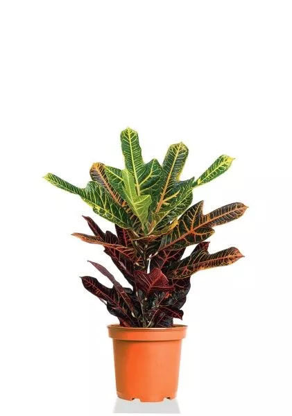 Кротон (Кодиеум) Экселент 17/50 см