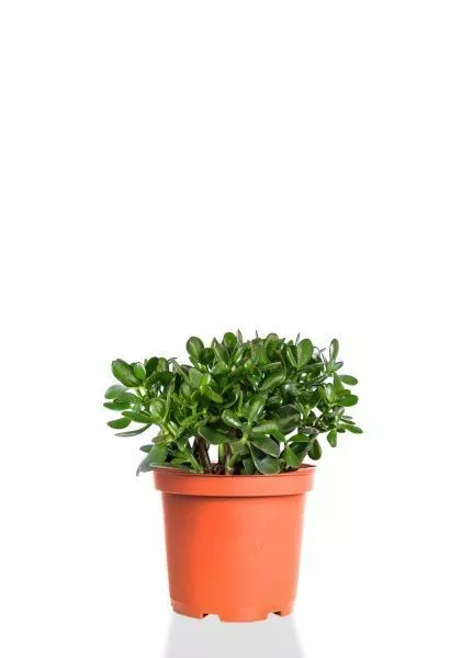 Крассула Овата 23/40 см