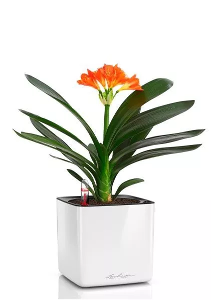 Кливия Оранж 13/50 см в CUBE GLOSSY 16