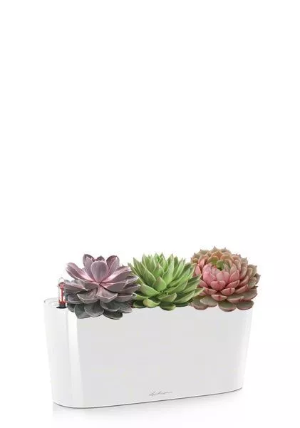 Эхеверия Цветной микс в DELTA 20