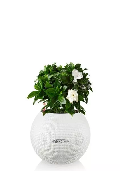 Гардения 12/30 см в PURO 20