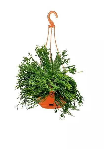 Рипсалис подвесной 17/30 см